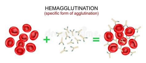 Hemagglutination, or Haemagglutination. Antibodies Bind To Antigens and ...