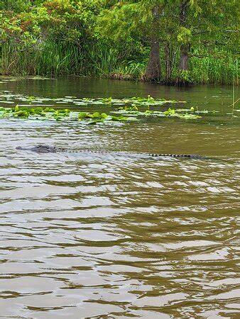 Swamp and River Tours (Texas) - 2022 All You Need to Know BEFORE You Go (with Photos) - Tripadvisor