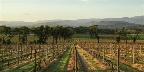 Discover the Yarra Valley: A Visit to Yarra Yering Winery - Busify