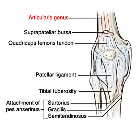 Articularis Genu | Earth's Lab