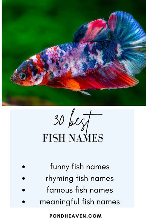 funny fish names, rhyming fish names, famous fish names and meaningful ...