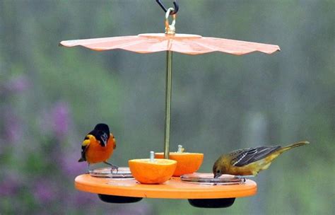 The 8 BEST Feeders For Orioles (That Actually Work!) - Bird Watching HQ