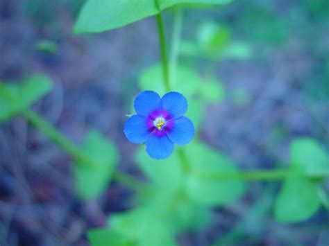 Free picture: small, blue flower