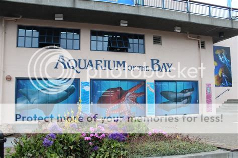 Eye On The View: Aquarium of the Bay