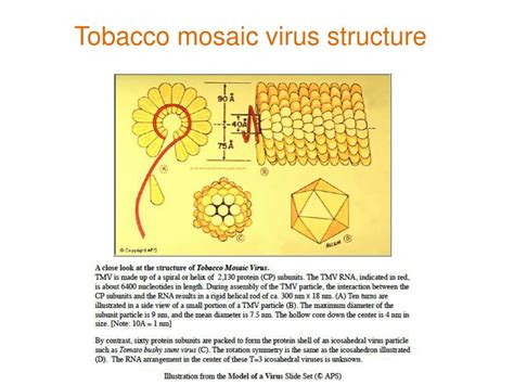 PPT - Tobacco mosaic virus PowerPoint Presentation, free download - ID:5417548