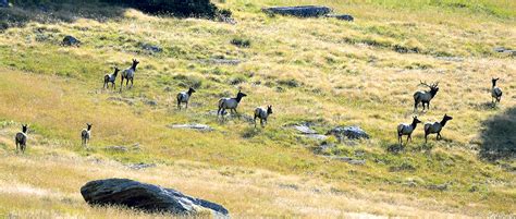 Valles Caldera National Preserve: Ecological jewel and super volcano ...