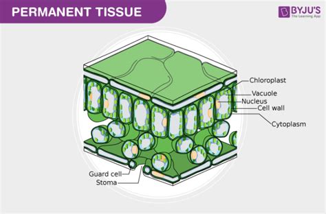 Types Of Permanent Tissue