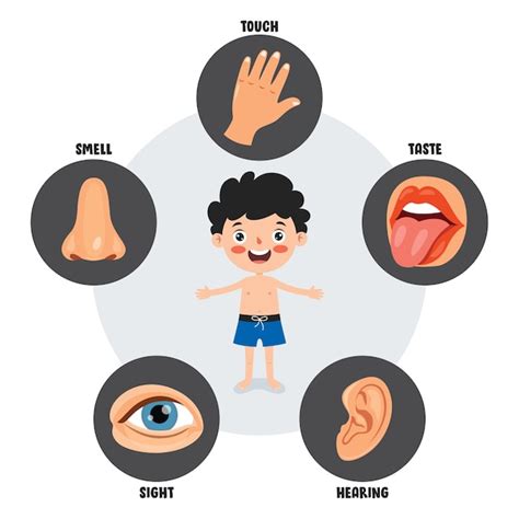 Premium Vector | Five senses template with human organs