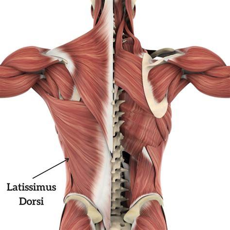 Muscle Breakdown: Latissimus Dorsi