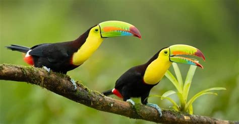 Keel-Billed Toucan - A-Z Animals