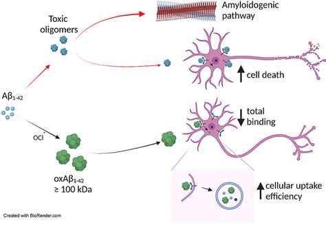 Study demonstrates hypochlorite can harm but also help human bodies