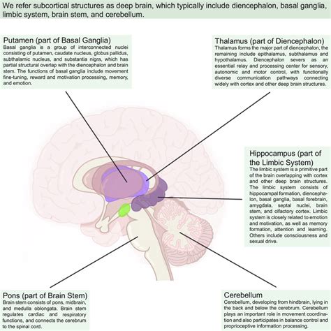 Deep brain structures and their main functions. | Download Scientific Diagram