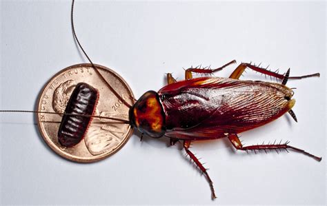 Top 7 Signs of a Cockroach Infestation (And What to Do)