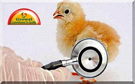 Poultry Diseases Management. – Growel Agrovet