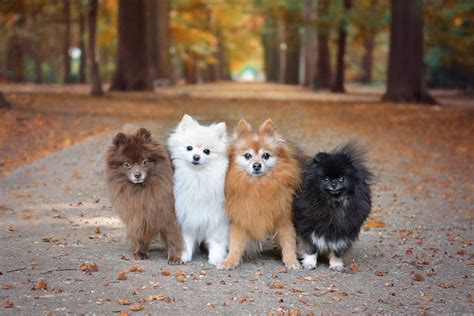 Are Pomeranians Hypoallergenic? • helloBARK!