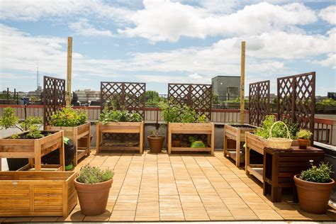 What to Consider Before Planting a Rooftop Garden