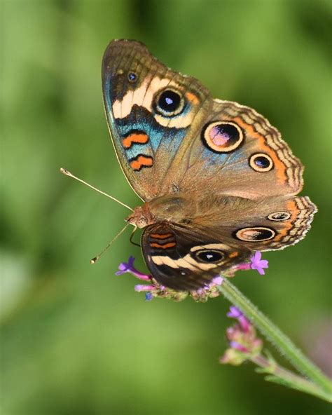 Common Buckeye Photograph by Chip Gilbert - Fine Art America