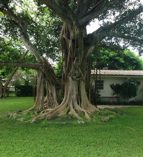 Ficus Aurea (Strangler fig) | Treeworld Wholesale