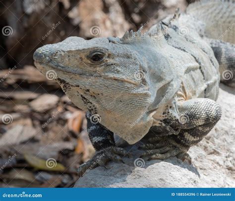 Close-up Of A Yucatan Iguana Is A Species Of Lizard From The Iguanidae Family, Edzna, Mexico ...