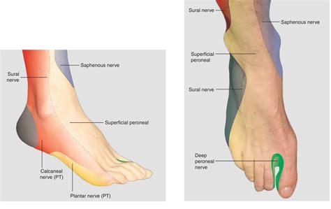 Sural Nerve Anatomy - Anatomical Charts & Posters