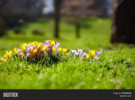 Yellow Purple Crocuses Image & Photo (Free Trial) | Bigstock