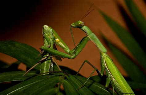 Praying Mantis Eating Male Head | Wallpapers Gallery