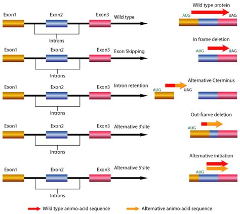 Gene Splicing Mechanism | Alternative Splicing Tutorial | Splice ...