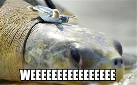 funny turtles - Dump A Day