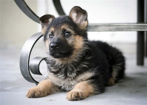 7 Facts About The German Shepherd - Animalso