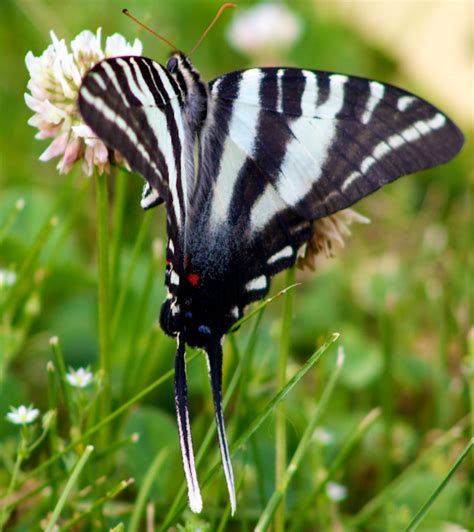 Zebra Swallowtail | Project Noah