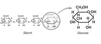 Name of the monomers of starch