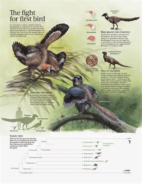 Species New to Science: [Paleontology • 2014] New Specimen of Archaeopteryx provides Insights ...