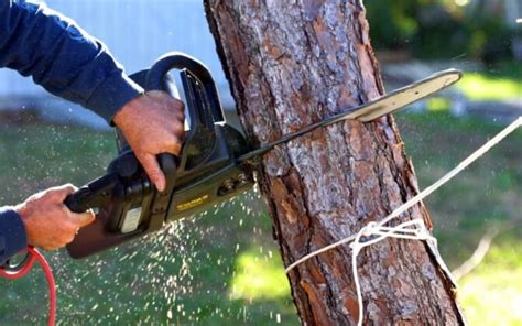 Things to Consider When Removing Huge Trees Around Your House ...