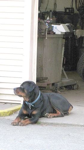 Loyal Garage Guardian | 2011--MA-VT-055-w | Sultry/sulky/silly | Flickr