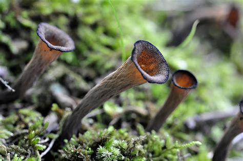 Black trumpet mushrooms | Flickr - Photo Sharing!