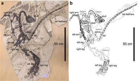 New species of troodontid with asymmetric feathers found in China