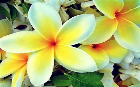 Hawaiian Plumeria Flower Wallpapers - Wallpaper Cave