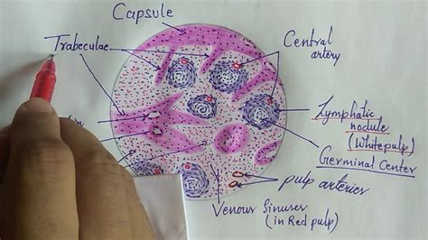 Histology of spleen - YouTube