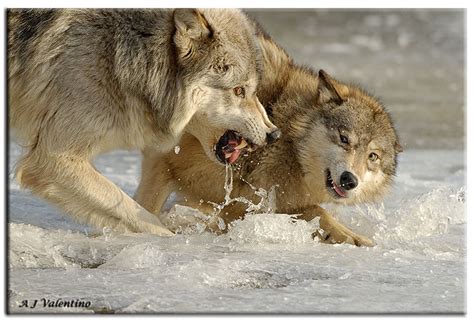 Aleda Costa: Wolves Fighting - Pictures