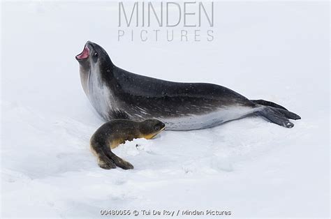 Ross Seal stock photo - Minden Pictures