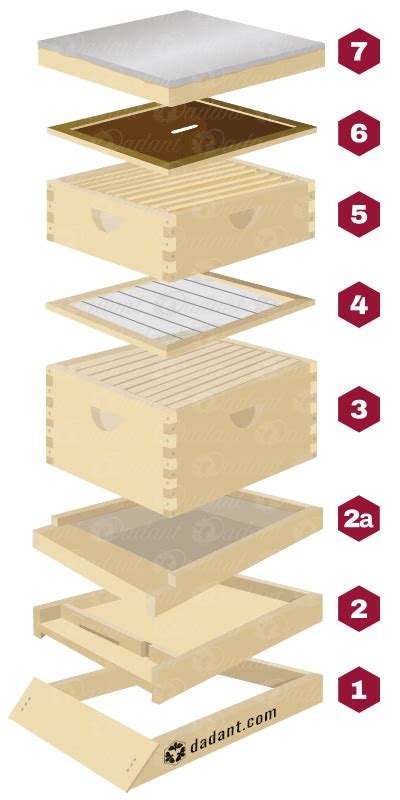 Beehive Components Part I: The Basics of Building a Hive | Dadant & Sons