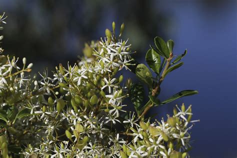 Sweet Bursaria/Bursaria spinosa (Shrub) - Full Sun/Part Shade. Small ...