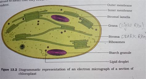 How are well labeled diagram of a sectional view of chloroplast and label the sites for light ...