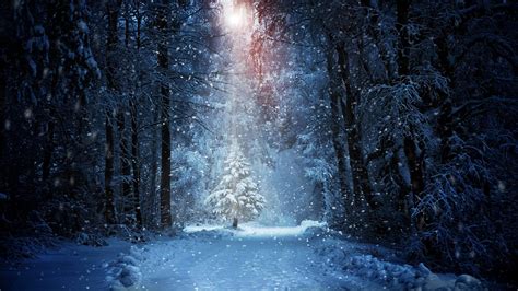 forest, Winter, Snow, Landscape, Sunlight Wallpapers HD / Desktop and Mobile Backgrounds