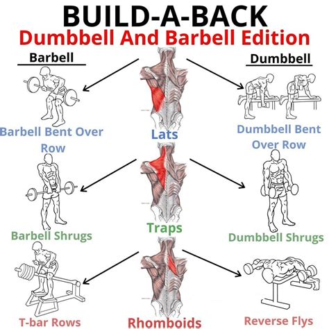 BUILD A BACK.. | Back workout bodybuilding, Gym tips, Back workout men