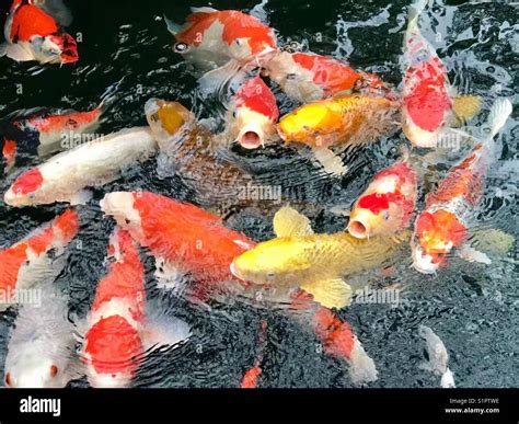 Carp in a Japanese pond Stock Photo - Alamy