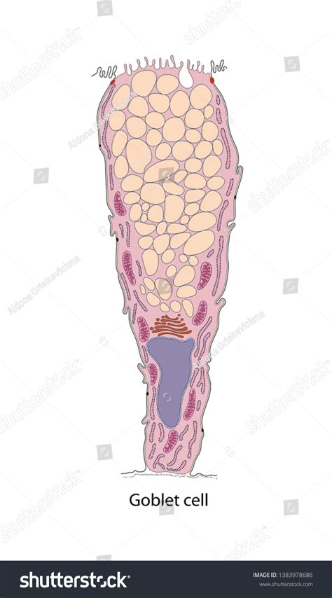 Diagram Goblet Cell Cells Located Gastric: ภาพประกอบสต็อก 1383978686 | Shutterstock