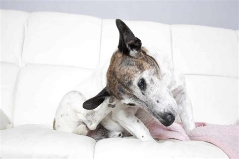 Folliculitis In Dogs: Possible Causes, Symptoms & Treatments