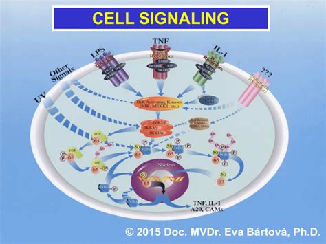 Cell Signaling