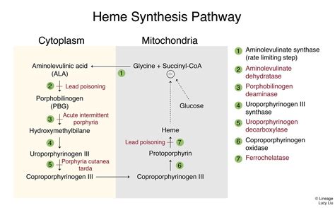 Porphyria Cutanea Tarda - Dermatology - Medbullets Step 1